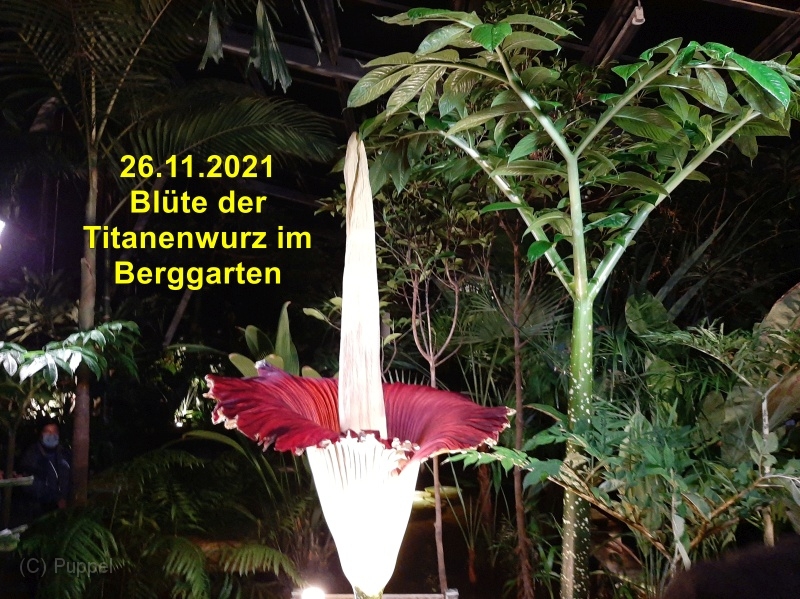2021/20211126 Berggarten Titanenwurz/index.html